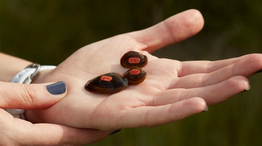 Hand holding mussels